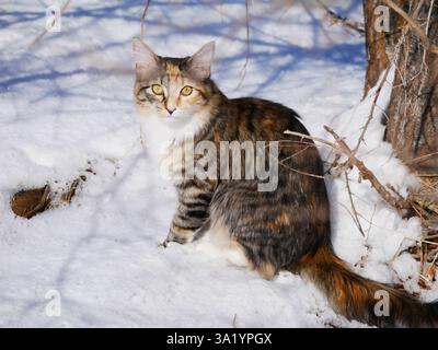 A tabby calico cat sits in the snow facing the camera. Stock Photo