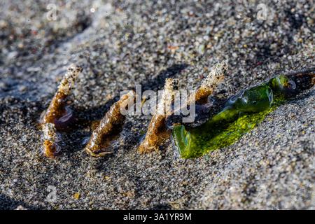 Red-banded Bamboo Worm, Axiothella rubrocincta, tubes on exposed tidal flats at Fox Island in Puget Sound, Washington State, USA Stock Photo