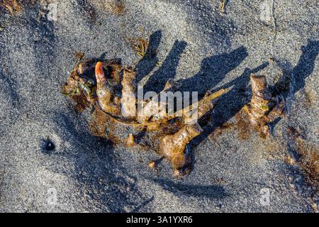 Red-banded Bamboo Worm, Axiothella rubrocincta, tubes on exposed tidal flats at Fox Island in Puget Sound, Washington State, USA Stock Photo