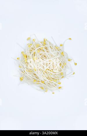 Bean sprouts on a white background Stock Photo