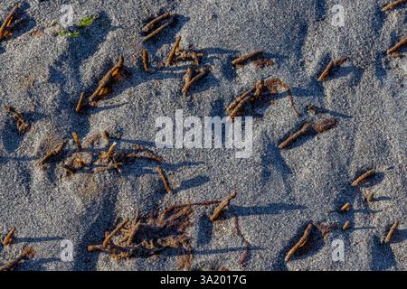 Red-banded Bamboo Worm, Axiothella rubrocincta, tubes on exposed tidal flats at Fox Island in Puget Sound, Washington State, USA Stock Photo