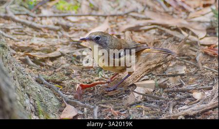 White and brown Tasmanian scrubtit (Acanthornis magna) thornbill small bird on leaf litter in forest Tasmania, Australia Stock Photo