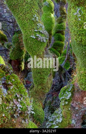 Close up of many moss covered trunks of Myrtle beech trees in dark rainforest with backlighting on Warners track, Jackeys Marsh, Tasmania, Australia Stock Photo