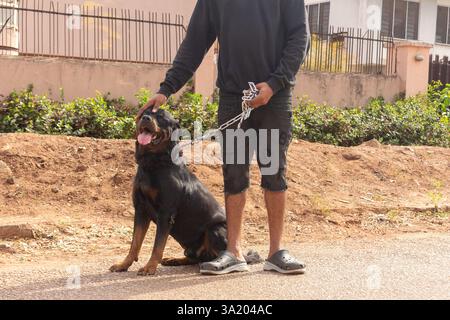Young man holds sitting rottweiler on chain leash Stock Photo