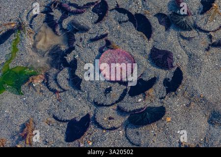 Eccentric Sand Dollars, Dendraster excentricus, one releasing a cloud of gametes, off Fox Island in Puget Sound, Washington State, USA Stock Photo