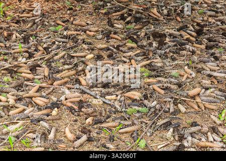 Picea likiangensis var. 'Montigena' - Lijiang Spruce tree cones on the ground in spring, Quebec, Canada Stock Photo