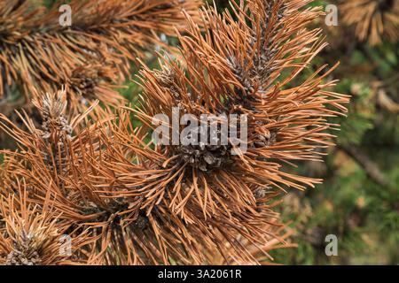 Close-up of Pinus mugo 'Gallica' - Mugo pine shrub branch with old cone and rust disease. Stock Photo