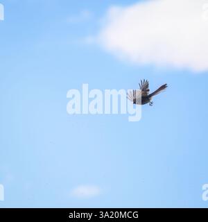 A fantail bird flying with wings wide open and aerial feeding on small ...