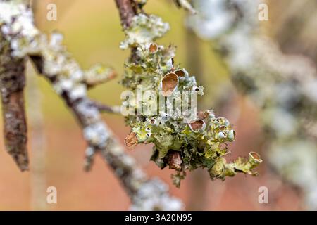 Eastern Candlewax Lichen (Ahtiana aurescens) Stock Photo