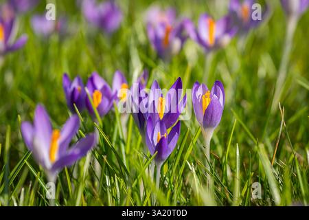Close-up of early crocuses (Crocus tommasinianus) with a shallow depth of field. Blooming purple woodland crocus flowers. Early spring. Stock Photo