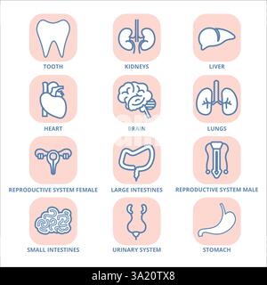 set of human anatomy icons vector Stock Vector