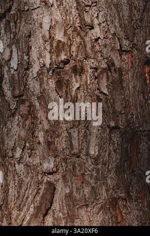 Bark pattern - wood texture. For background woodwork, brown hardwood bark, thick hardwood bark. Seamless abstract background Stock Photo
