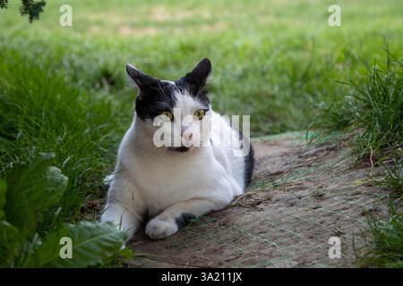 In a serene Bucharest park, a cat with white and black fur lies on the grass, basking in the warm sunlight and enjoying a tranquil afternoon. Stock Photo