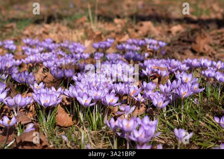 Blooming Purple Crocus Blooms in a Sunlit Field Stock Photo
