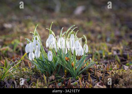First white snowdrop bloom. Early spring flower snowdrop (Galanthus). One of the first signs of spring. March nature garden. Close up. Stock Photo