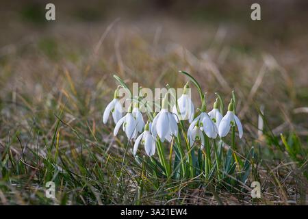 First white snowdrop bloom. Early spring flower snowdrop (Galanthus). One of the first signs of spring. March nature garden. Close up. Stock Photo