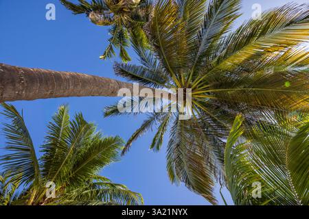 Looking up through the Coconut Palms on Caye Caulker, Belize, Central America Stock Photo