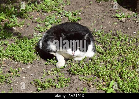 A black and white cat lying on the ground in a garden. The cat appears to be resting or sleeping, surrounded by green plants and patches of soil. Blac Stock Photo