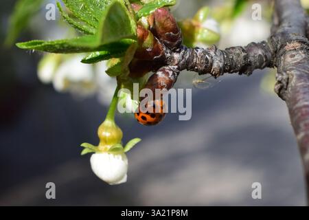A ladybug on a budding branch. The branch has budding leaves and a small white flower. The ladybug is orange with black spots, typical of its species. Stock Photo