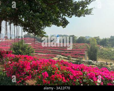 Scenic view of a hillside covered in vibrant pink flowers in full bloom under a blue sky. Stock Photo