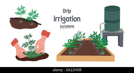 Set of illustration about Drip irrigation system  Stock Vector