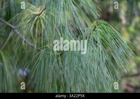 Chinese white pine branches with flowers - Latin name - Pinus armandii close up Stock Photo