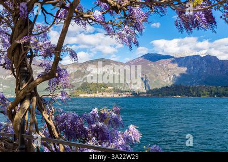 kornrade saatgut Kornrade 'Snow White' – Agrostemma githago main image 0