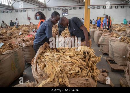 Tobacco marketing season open in Zimbabwe Buyers inspect tobacco at the  Tobacco Sales Floors TSF in Harare, Zimbabwe on March 10, 2025. Zimbabwe s  2025 tobacco marketing season opened with expectations of over 280 million  kilograms in sales 