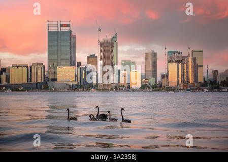 Perth city skyline, Western Australia at sunset with swans and babies Stock Photo