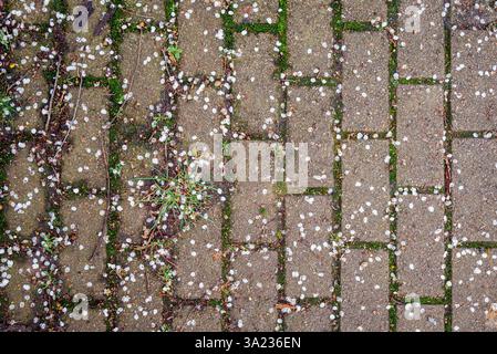 Delicate white petals scattered across a brick-laid floor form a serene, poetic tapestry of nature meeting structure Stock Photo