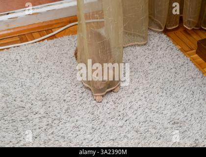 Charming orange kitten playing while hiding behind transparent curtain at home Stock Photo