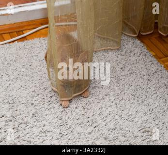 Charming orange kitten playing while hiding behind transparent curtain at home Stock Photo