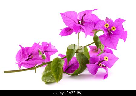 Bougainvillea branch with flowers isolated on white background Stock Photo
