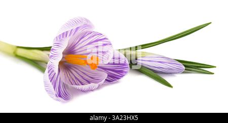 Striped Crocus Pickwick isolated on white background Stock Photo