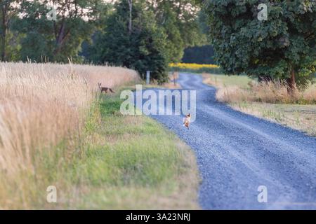 Neugierige Jungtiere vom Rotfuchs Vulpes vulpes auf einem Feldweg bei Großenhain, Sachsen, Deutschland *** Curious kittens of the red fox Vulpes vulpe Stock Photo