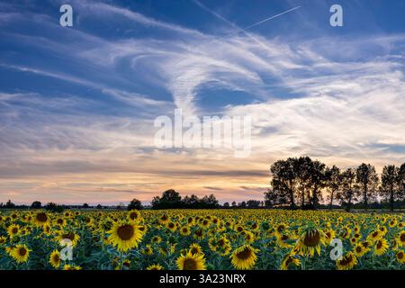 blühendes Sonnenblumenfeld Helianthus annuus bei Sonnenuntergang, Großenhain, Sachsen, Deutschland *** Flowering sunflower field Helianthus annuus at Stock Photo