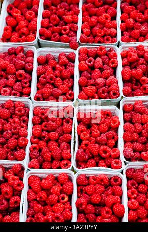 Red raspberry is a red-fruited species of Rubus native to Europe. France, Europe Stock Photo