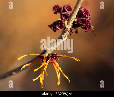 Closeup of flowers of witch hazel (Hamamelis × intermedia 'Jelena') in a garden in late winter Stock Photo
