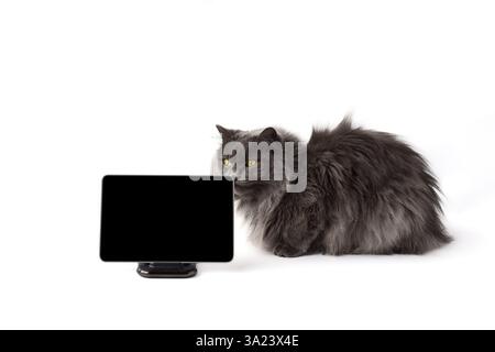Cute fluffy gray cat sitting beside digital wireless tablet on white background Stock Photo