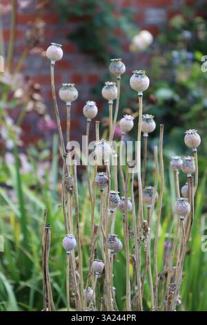 poppy seed capsules Stock Photo