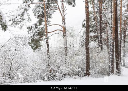 Snow-covered forest with Scots pine (Pinus sylvestris) in winter Stock Photo