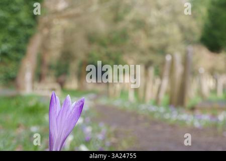 crocus pathway in Southampton Old Cemetery Stock Photo