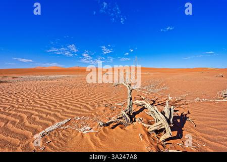 Dead tree, Sossusvlei, Deadvlei, Namib-Naukluft National Park, Namibia, Africa Stock Photo