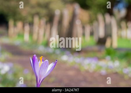 crocus pathway in Southampton Old Cemetery Stock Photo