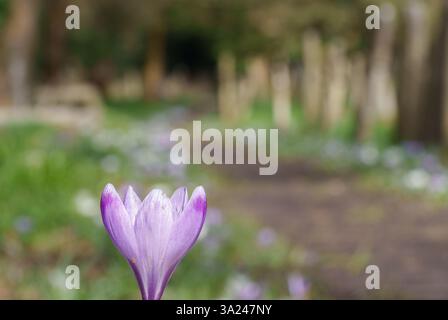 crocus pathway in Southampton Old Cemetery Stock Photo