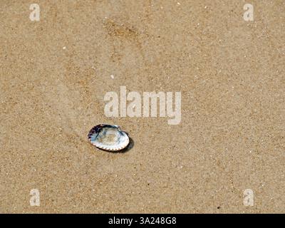 Close-up of a cockle (Cardiidae) washed up on the North Sea beach Stock Photo