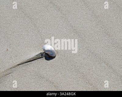 Close-up of a cockle (Cardiidae) washed up on the North Sea beach Stock Photo
