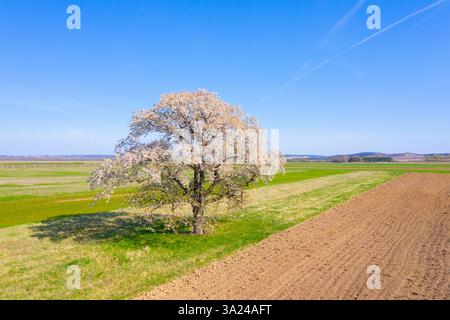 Cherry tree, Prunus avium, flowering tree in spring, Burgenland, Austria Stock Photo