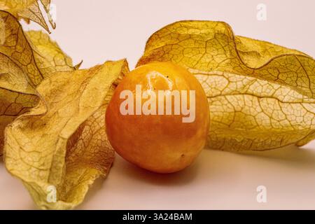 Physalis stock photo on white and wooden background Stock Photo