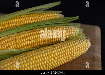 Fresh sweet corn cobs with green husks on wooden cutting board against dark background. Close-up of ripe maize ears with shiny yellow kernels Stock Photo